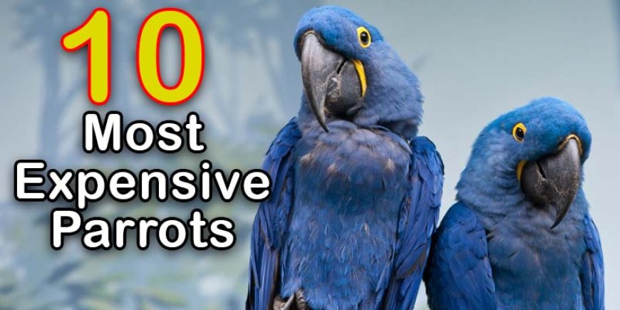 Top 10 Most Expensive Parrots in the World 2024