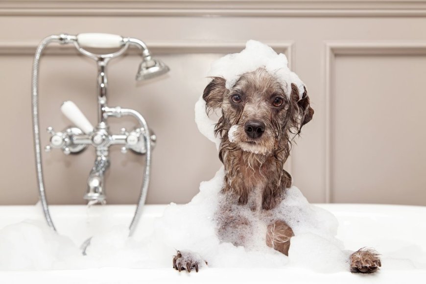 The Right Way To Bath Your Dog According to a Veterinarian